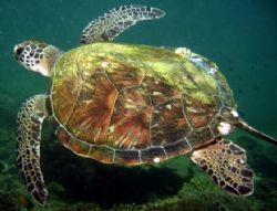 Turtle at Dibba Rock by Nicky Bowker 